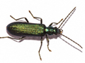 Ischnomera cyanea